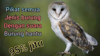 Download lagu suara burung hantu pikat semua jenis burung kekinian mp3 Download lagu suara burung hantu pikat semua jenis burung kekinian mp3