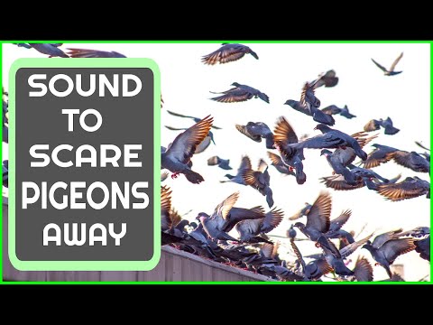 Sound To Scare Pigeons | PIGEON REPELLENT