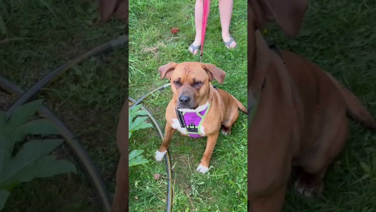 Enlarge SHARON-jk, a Adoptable mixed breed in Burlington, WA video 6/6