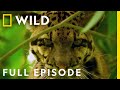 India S Wild Leopard Full Episode Nat Geo Wild