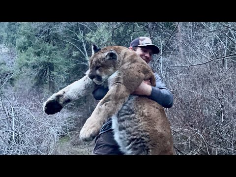 Backcountry cougar hunt. Giant Tom comes into call.