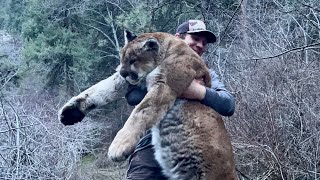 Backcountry cougar hunt. Giant Tom comes into call.
