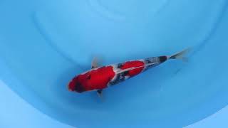 video van Showa 2404102