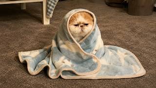 世界一笑える猫たち😹 爆笑猫動画2026 🐈 可愛いハプニングと珍行動をたっぷり収録した総集編！