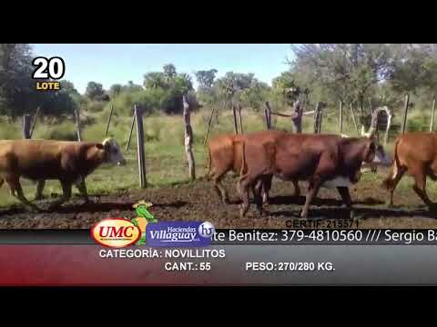 Lote 55 Novillitos en Empedrado, Corrientes