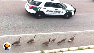 Geese Family Gets Police Escort | The Dodo