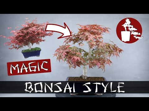 Magischer Rückschnitt (Magic Cutting) | Jap. Ahorn (Acer Palmatum 'Deshojo') | #019 Bonsai Style
