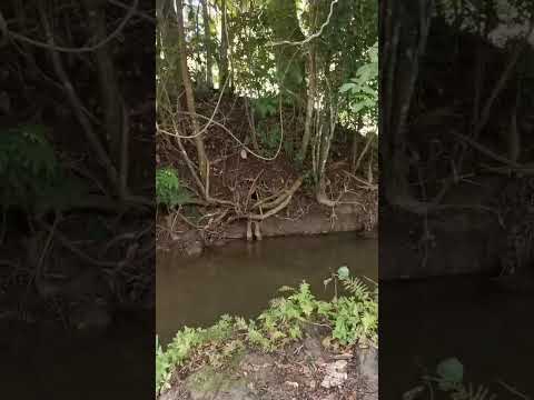 Aldea la palmilla Amates Izabal Guatemala parte 4