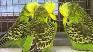 preview picture of video 'Jo Mannes ,the budgerigar breeder.'