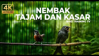 Download lagu Live Masteran Murai Batu Kasar Full Tembakan Srigunting Abu Abu Gacor vs Tepus Kepala Abu Abu Gacor mp3