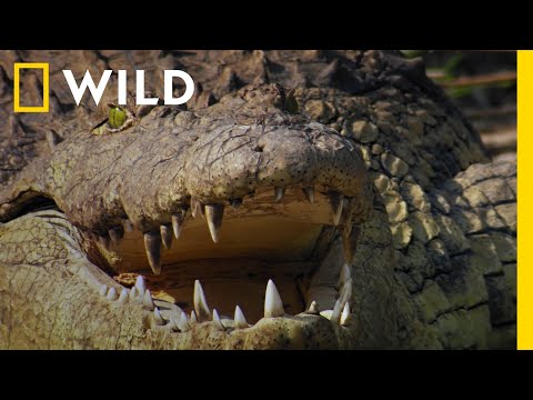 Krokodyl polował na antylopę, która wystarczyłaby mu na rok! | Drapieżnik kontra ofiara