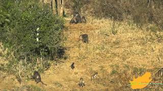 preview picture of video 'Zuid-Afrika: Ochtend Safari Hluhluwe vanuit Falaza'
