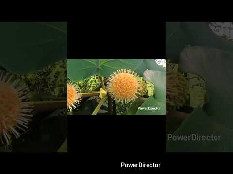 Karam Plant/Haldina cordifolia plant. #karam #plants #haldina #cordifolia #shorts