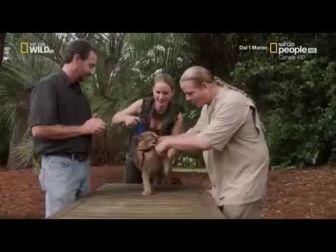 Documentario animali " il predatore perfetto" in italiano 