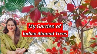 🌿 My Indian Almond Trees | Terminalia Catappa | Intro & Garden Tour