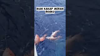 Download lagu Ratusan Kakap Merah Kena Pancing Rawe. #mancing #ikan #fishing #fishcatching #fish #animals #hewan mp3 Download lagu Ratusan Kakap Merah Kena Pancing Rawe. #mancing #ikan #fishing #fishcatching #fish #animals #hewan mp3