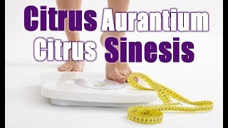 GORDURA LOCALIZADA! Citrus Aurantium x Citrus Sinensis