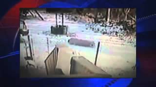 Disgruntled White Female Gives Orders To Have Cat Lynched