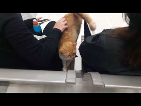 Cute little cat invated in Mykonos Airport!