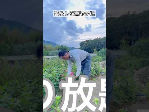 裏庭の人気のない空間を明るくするにはどうすればよいでしょうか？北にどの低木を植えますか？  庭園