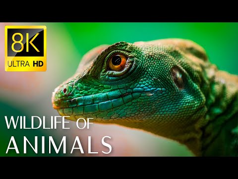 WILD WORLD in 8K ULTRA HD - Wildlife and Animals with Real Nature Sounds