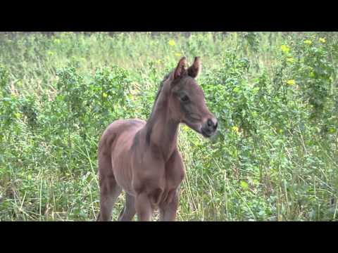 Erstes Fohlen von Follow Me