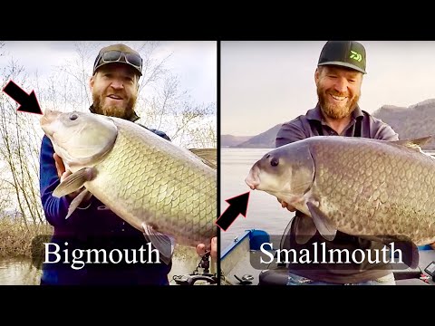 Bigmouth vs Smallmouth Buffalo