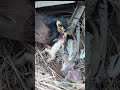 Myna With Lizard Moment Shorts Shortsvideo Shortsfeed Ytshorts Short