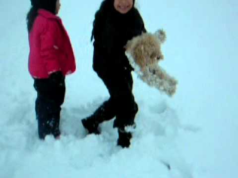Little Dog Jumping in the Snow, North Idaho