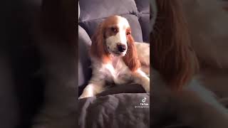 イッヌ「おっと、お邪魔ですかな」[アニマルTikTok]