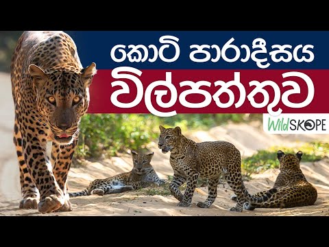 කොටි පාරාදීසය විල්පත්තුව | Wildlife Photography Tour | Wilpattu National Park