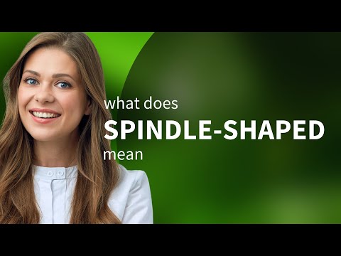 Spindle Shaped Spindle Shaped Meaning