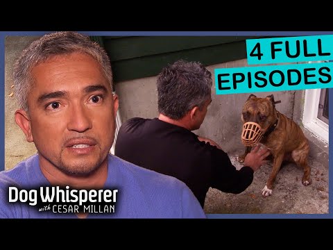 Cesar Millan’s Best Season 4 Moments! | 3 Hour Marathon (Eps 17–20)