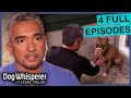 Cesar Millan S Best Season 4 Moments 3 Hour Marathon Eps 17 20