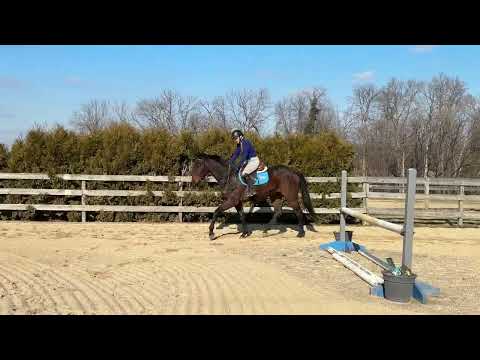 2023 unnamed gelding by Wicked Strong-Miss Moneyhenny