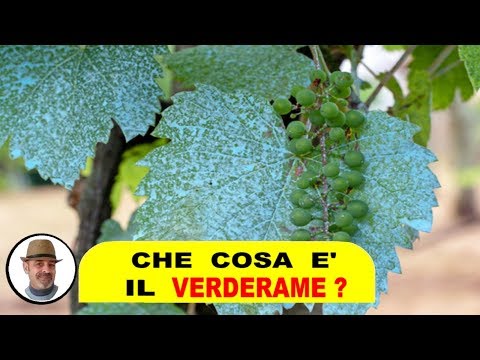 What is VERDERAME, is it Bordeaux mixture, or copper oxychloride or hydroxide?