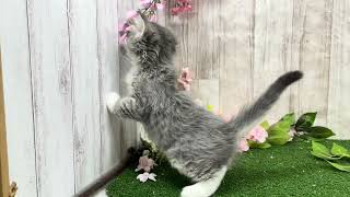 ノルウェージャンフォレストキャットの動画01