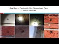 Pest Inspection Melbourne