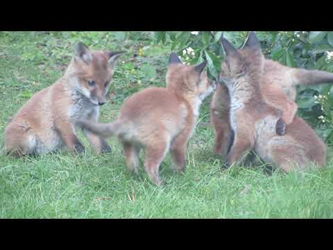 Baby foxes playing in the backyard