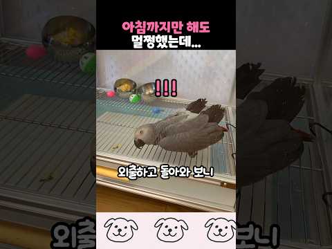 쓰러진 채 발견된 반려조