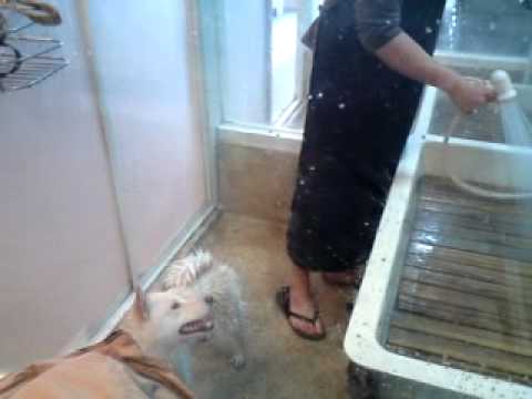 洗澡大戰之跑跑跑追給你跑(累死你媽我了)(原發表者:錢錢麻)(影片)