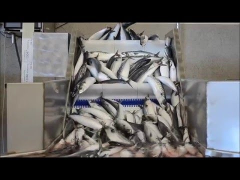 KROMA FILETMASTER 180 Mackerel