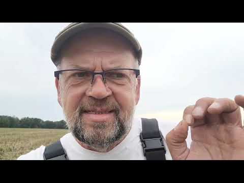 Stoppelsturz auf Getreide - Der Bauer aus der Mark