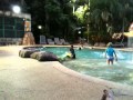 Fruit Bats Flying Over The Pool