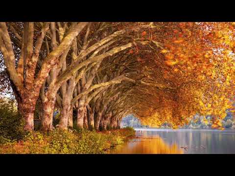 8 Hours Nonstop Loon Calls With Campfire Sound ~  *With Relaxing MUSIC*