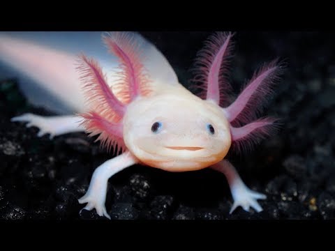 Can science unlock in humans the ability to regenerate like the Mexican salamander?