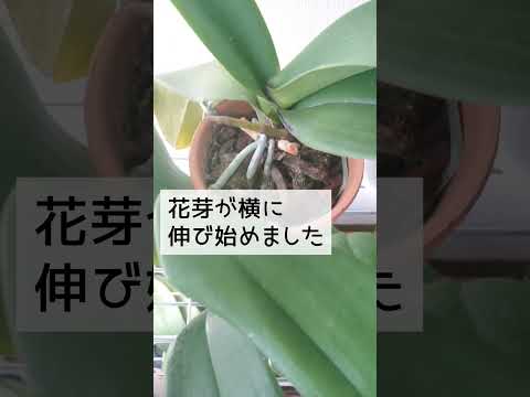 私の蘭が育たない理由 2023