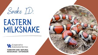 Eastern Milksnake