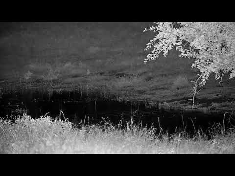 Djuma: Lone Hyena in water at shallow end of dam - 19:55 - 06/05/2022