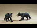 Safari Ltd Wild Safari Black Bear Cub Set 273629 Review